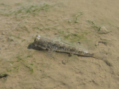 Periophthalmus modestus