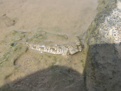 Periophthalmus modestus