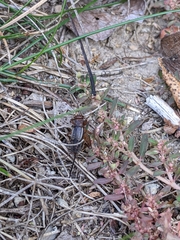 Allonemobius tinnulus