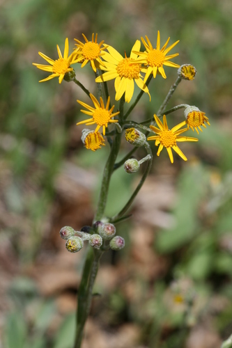 Packera paupercula var. pseudotomentosa