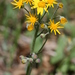 False Tomentose Balsam Ragwort - Photo (c) Michael John Oldham, some rights reserved (CC BY-NC), uploaded by Michael John Oldham