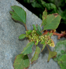 Amaranthus blitum