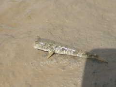 Periophthalmus modestus