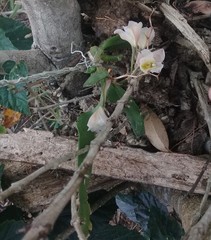 Rodriguezia granadensis