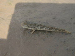 Periophthalmus modestus