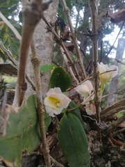 Rodriguezia granadensis