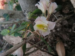 Rodriguezia granadensis