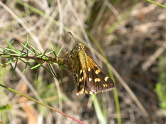 Hesperilla crypsargyra