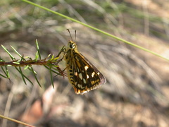 Hesperilla crypsargyra