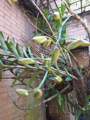 Dendrobium