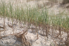 Panicum racemosum