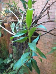 Dendrobium