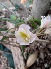 Rodriguezia granadensis