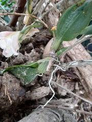 Rodriguezia granadensis