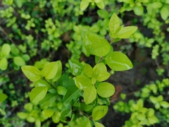 Ligustrum × vicaryi