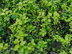 Ligustrum × vicaryi