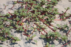 Blutaparon portulacoides