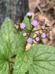 Conoclinium coelestinum