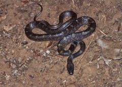 Lycodon travancoricus