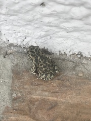 Bufotes viridis balearicus