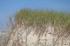 Panicum racemosum