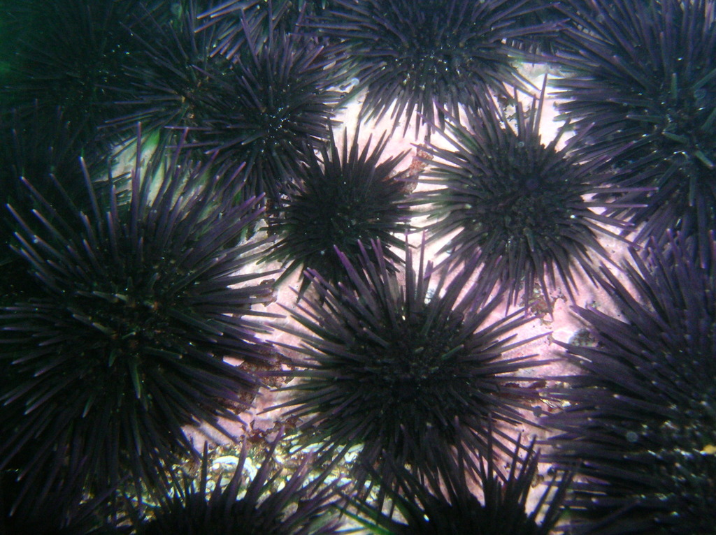 Arbacia　nigra(Tetrapygus nigra) 　ウニ殻 Black Sea Urchin (Arbacia nigra) · iNaturalist