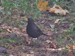 Turdus merula