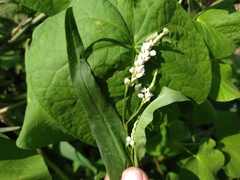 Persicaria segetum