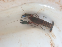 Euastacus valentulus