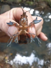 Euastacus valentulus