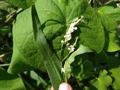 Persicaria segetum