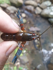 Euastacus valentulus