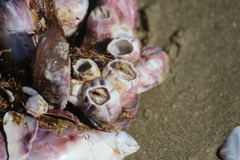 Megabalanus