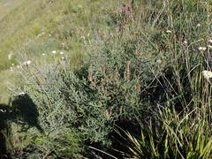Seriphium cinereum