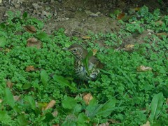 Turdus philomelos