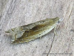 Ancylis goodelliana