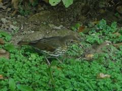 Turdus philomelos