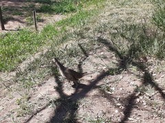 Phasianus colchicus colchicus