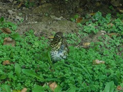Turdus philomelos