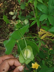 Rytidostylis gracilis