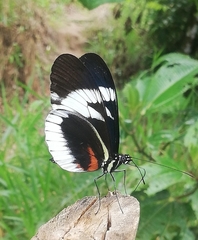 Heliconius cydno alithea