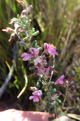 Indigofera concava