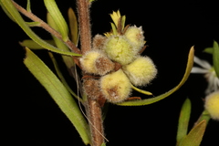 Rhopalomyia gemmaria