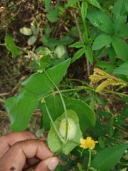 Rytidostylis gracilis