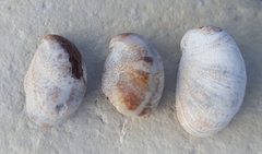 Crepidula fornicata
