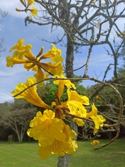 Handroanthus