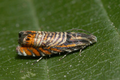 Thaumatographa jonesi