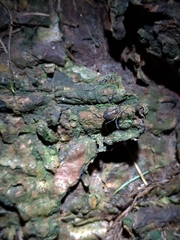 Oligolophus hanseni