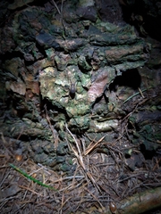 Oligolophus hanseni