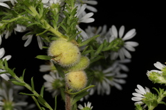 Rhopalomyia gemmaria